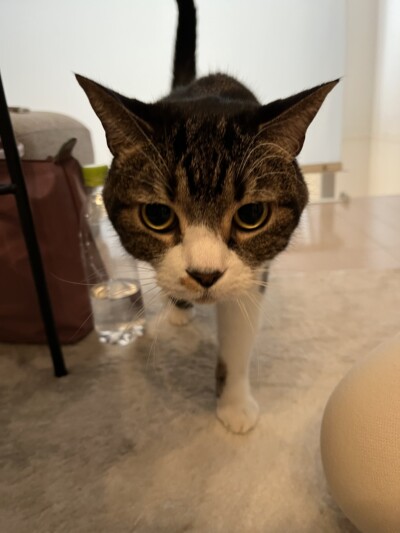 猫ちゃんのカウンセリング