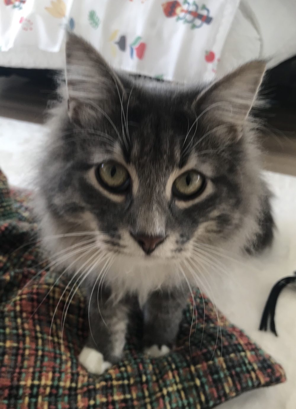 キャットシッター☆福岡市中央区 ノルウェージャンフォレストキャットの狐次郎君⑥