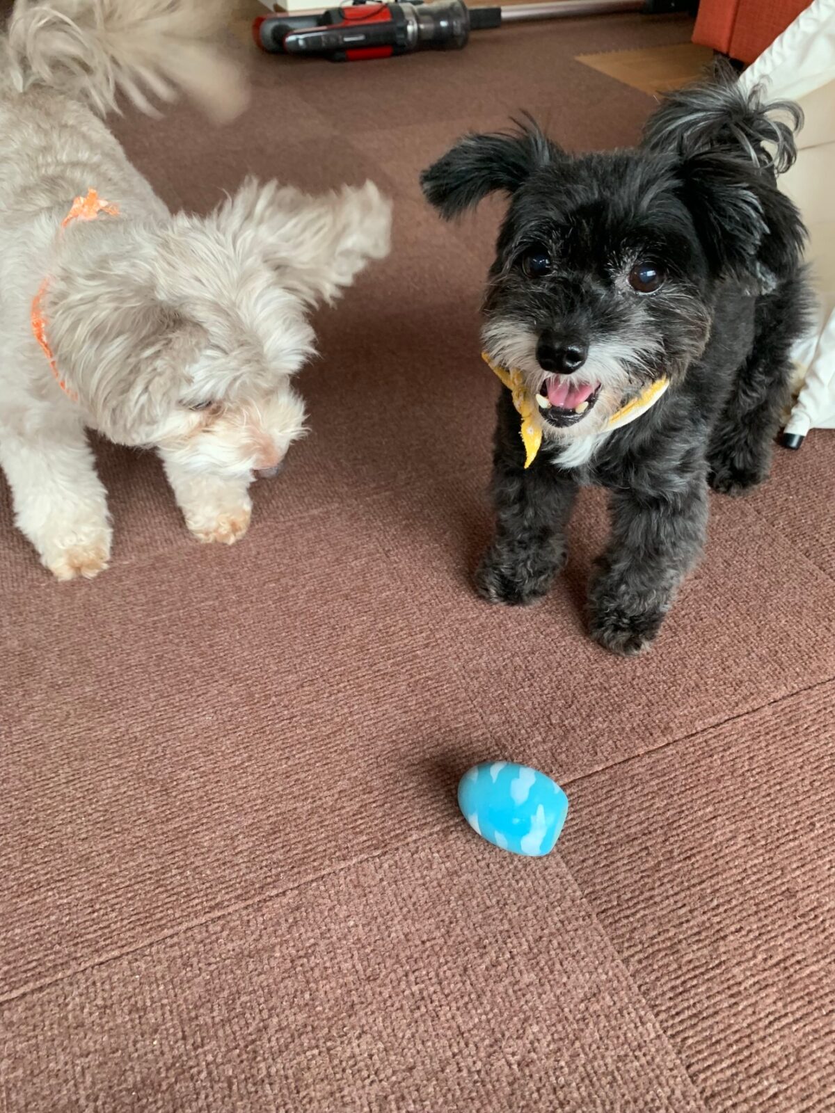 ぴぃーぷぅー大好き💕