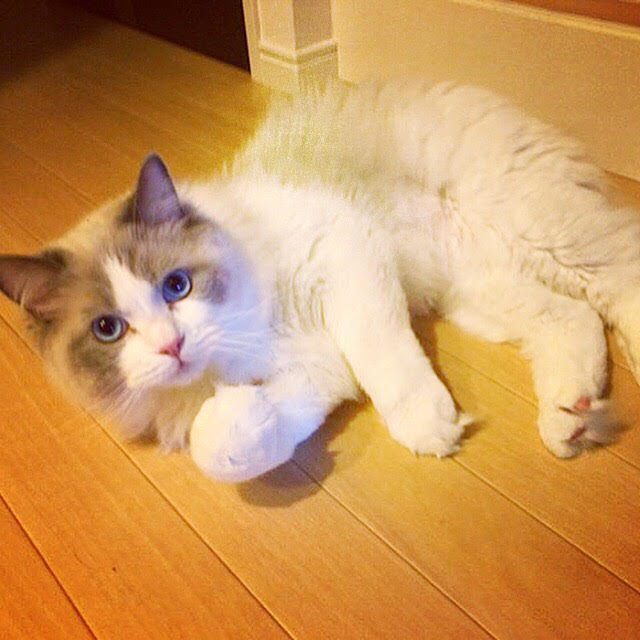 川口市　ラグドール　キャットシッター　初回訪問