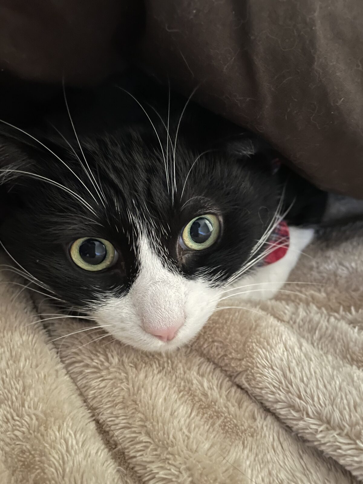 船橋市　ずんだちゃん、おもちくんお世話報告