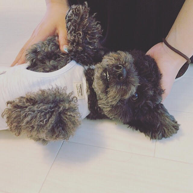 さいたま市　浦和区　トイプードル　初回訪問