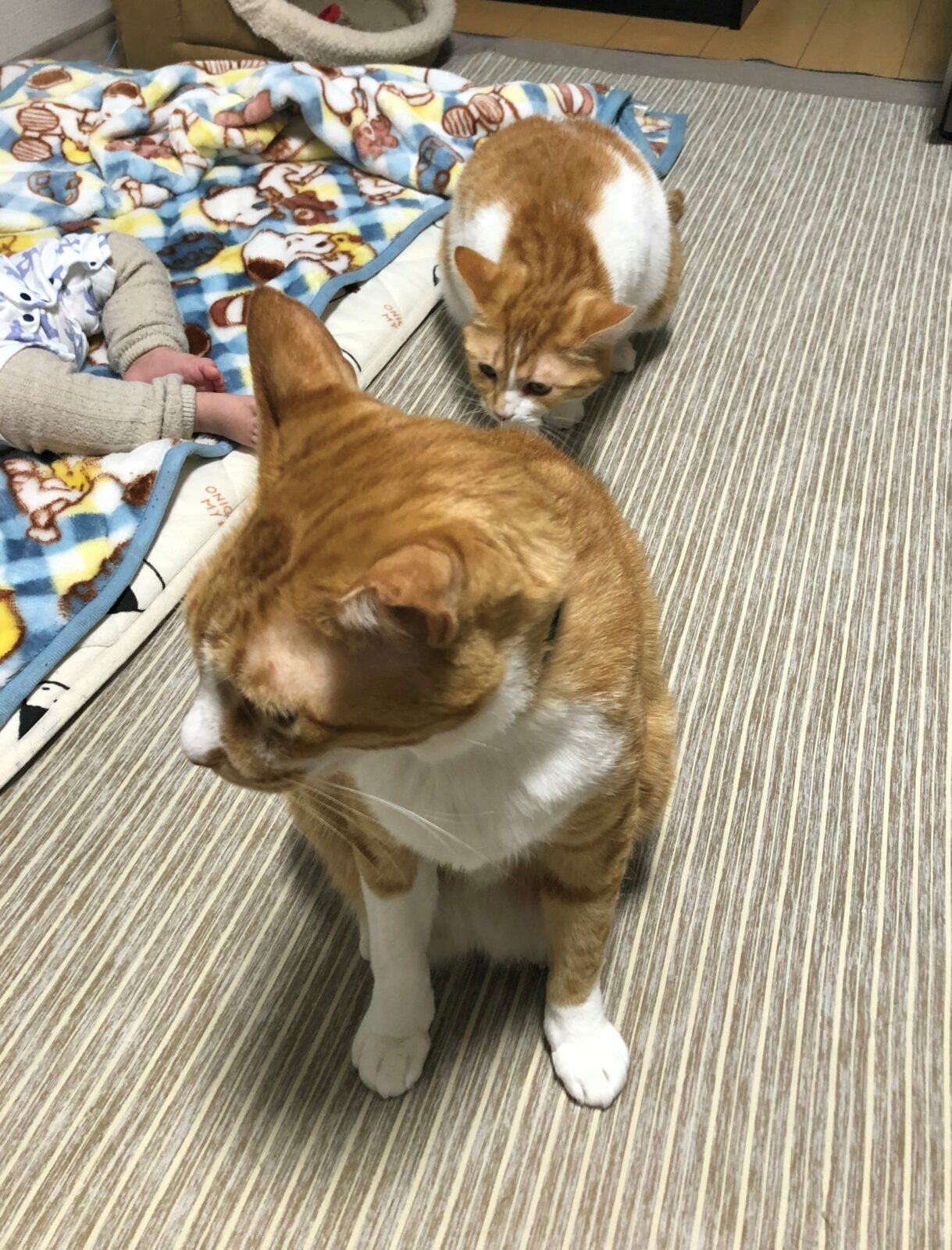 伊勢原市 とらおくん、いくらちゃん 初回訪問