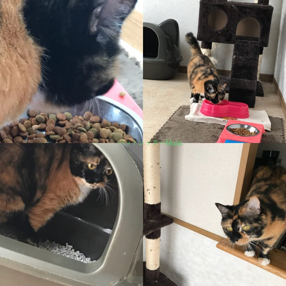 船橋の小梅ちゃんと小鉄君　小梅ちゃんフルコース