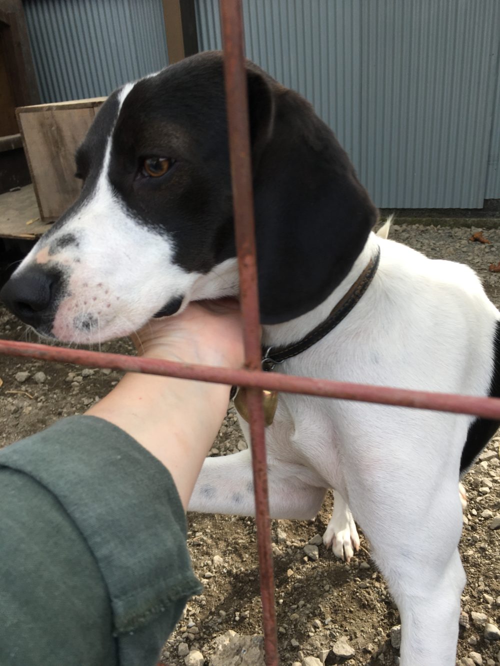 クマくん、ユキちゃんの飼い主様からの嬉しいメール