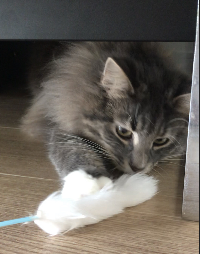 キャットシッター☆福岡市中央区 ノルウェージャンフォレストキャットの狐次郎君②