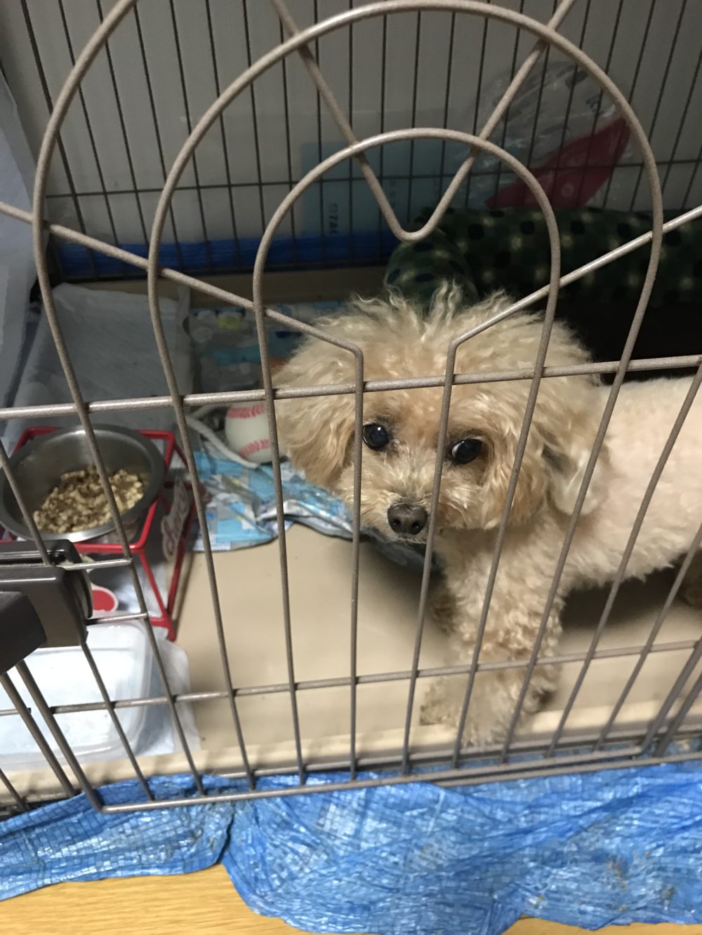 ペットシッター☆福岡市中央区 コットン君