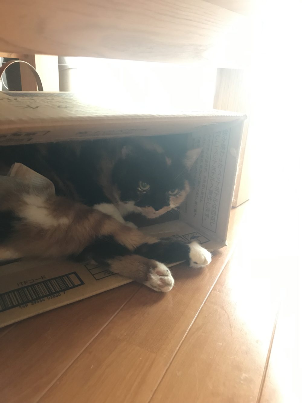 船橋市一時保護猫も加わり多頭飼いのお留守番