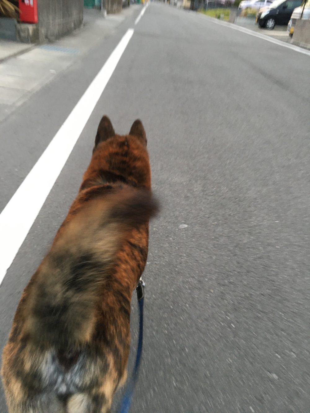 R2.3.21〜22藤枝市甲斐犬ぼたんくん③