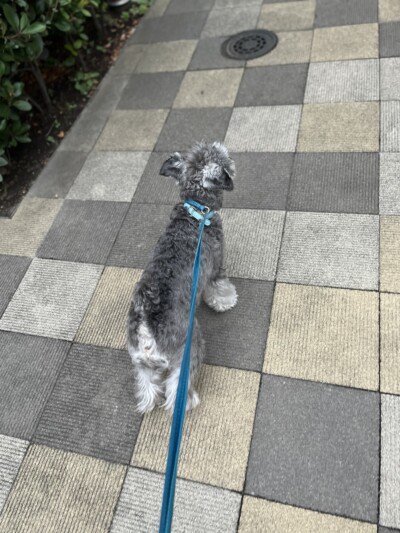 シュナウザーちゃんのお世話🐾