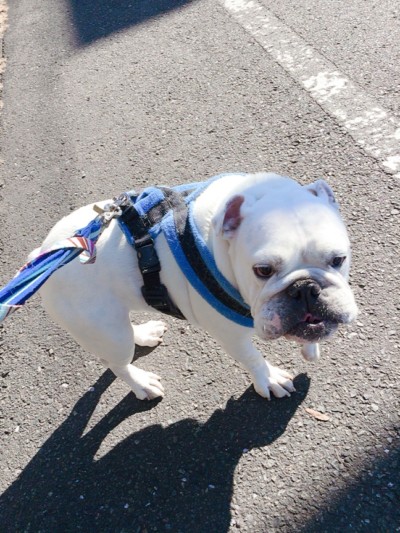 ワンちゃんのお散歩🐾