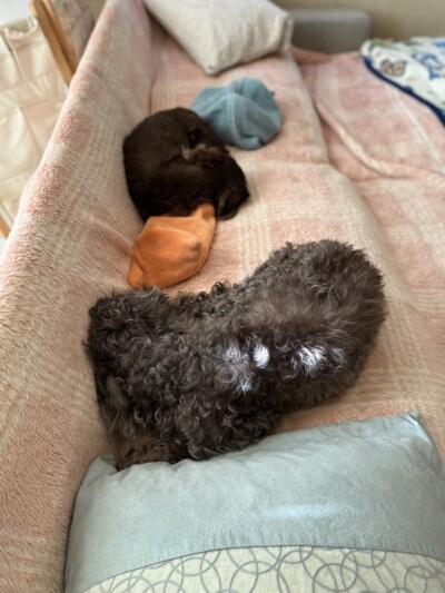 シニア犬のお世話