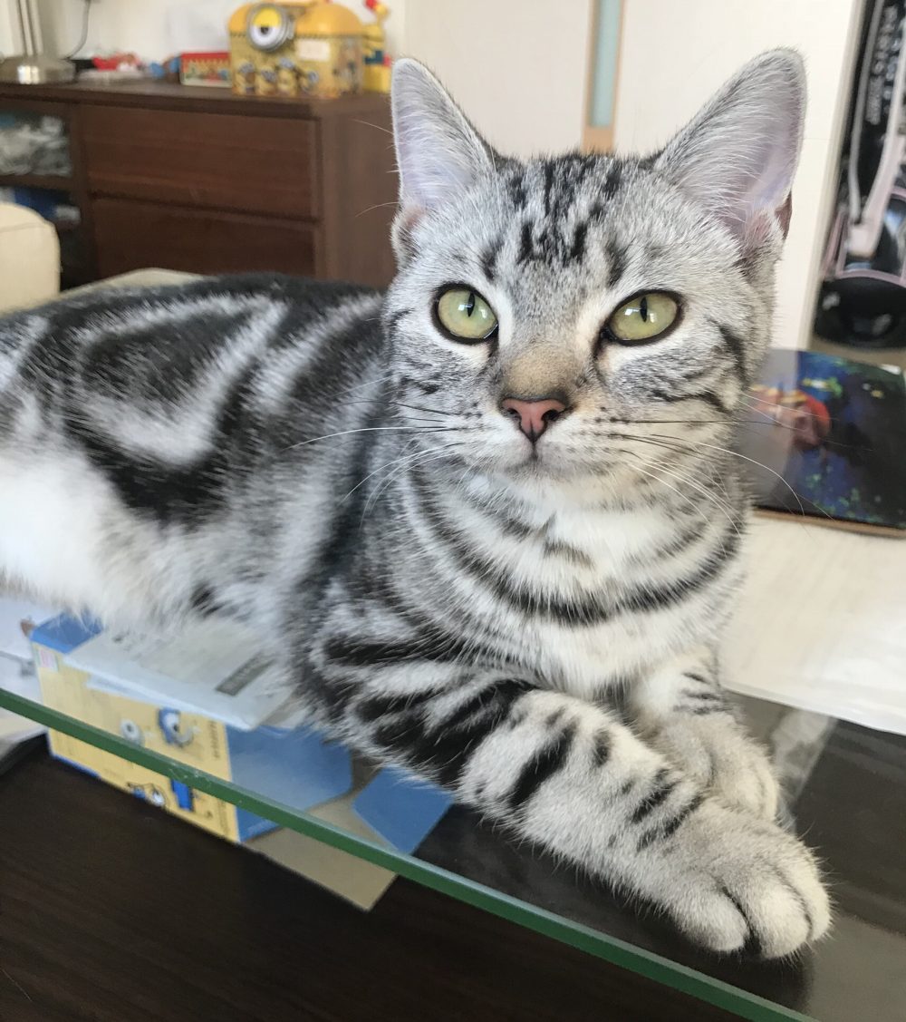 キャットシッター☆福岡市博多区 メルちゃん