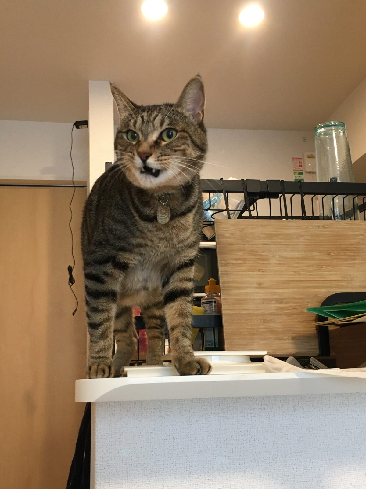 R2.8.22〜23藤枝市虎之助くん.渚ちゃん2にゃんず⑦