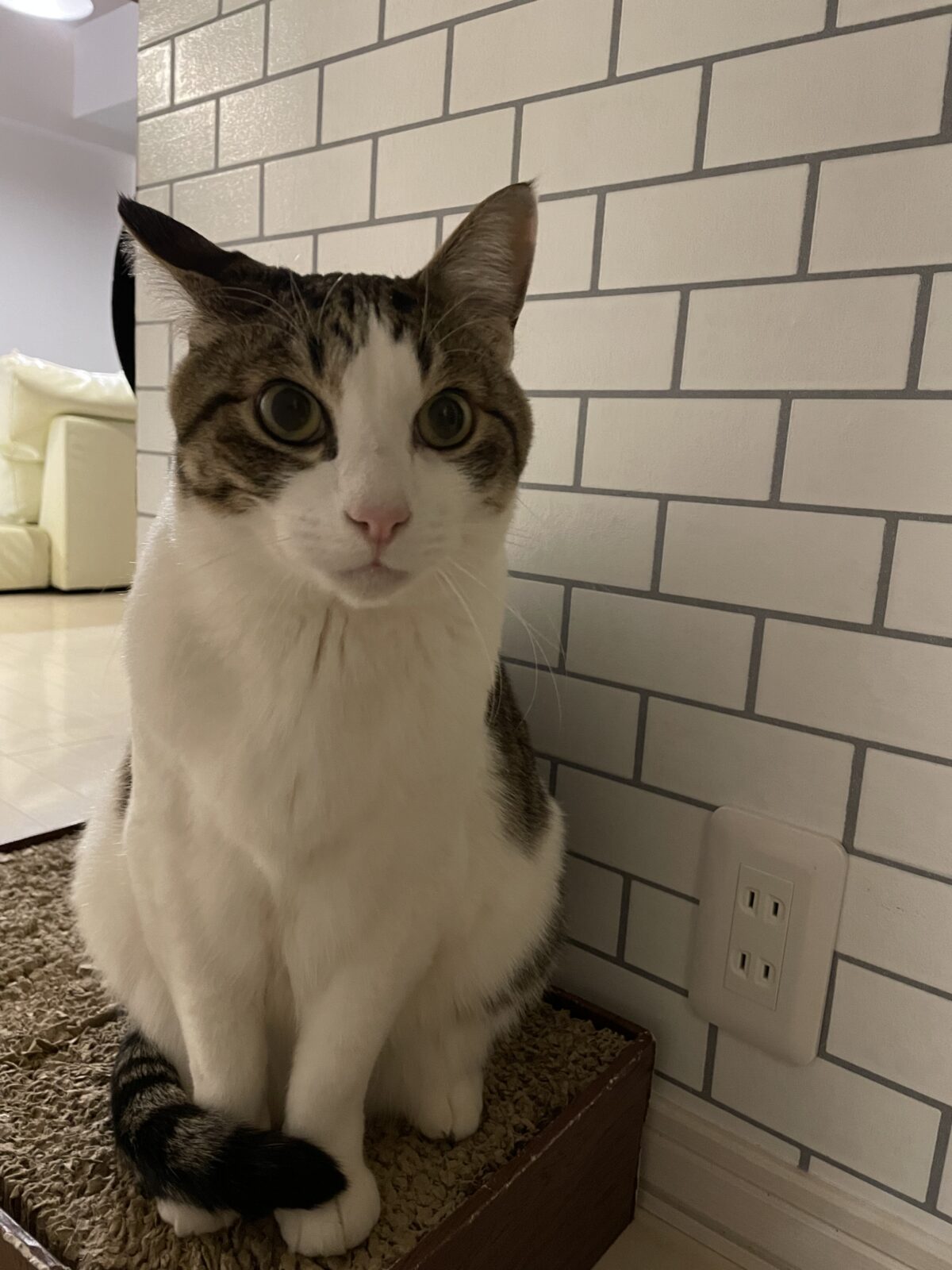 臨時休業のお知らせ