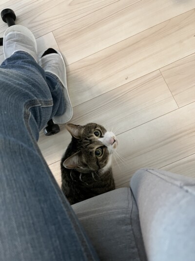 猫ちゃんのお世話🐈