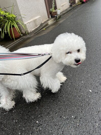 ビジョンフリーゼちゃんのお散歩&お世話