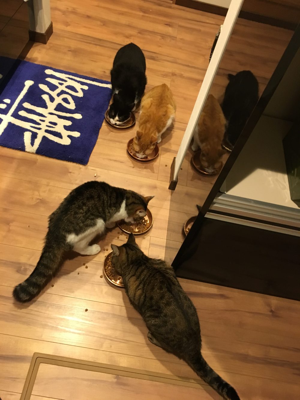 R1.8.26〜27藤枝市4匹のネコちゃんズ