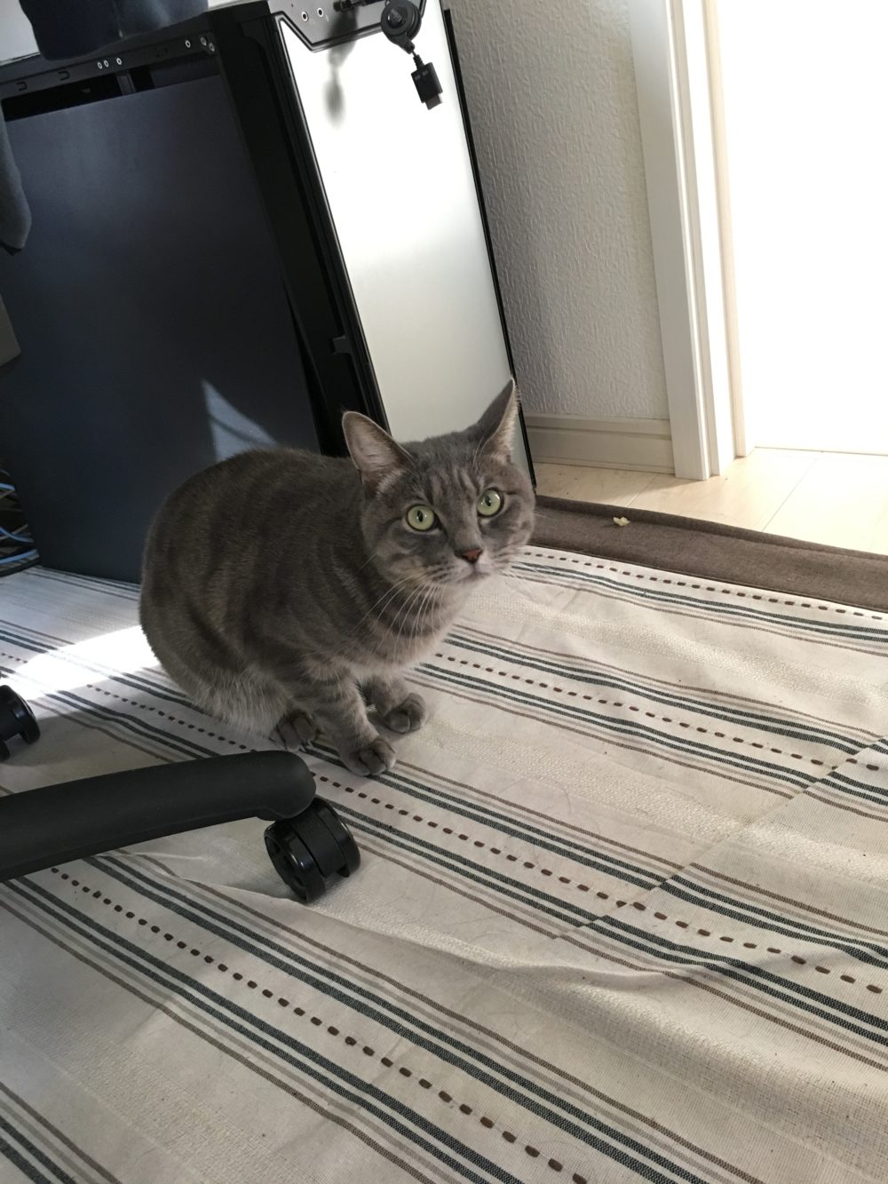 31.1.14藤枝市アルくんのお世話5日目最終日