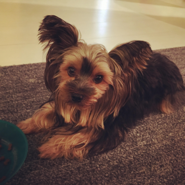 可愛すぎる!!ヨーキーのLOVEちゃん♥　横浜でペットシッターをお探しなら