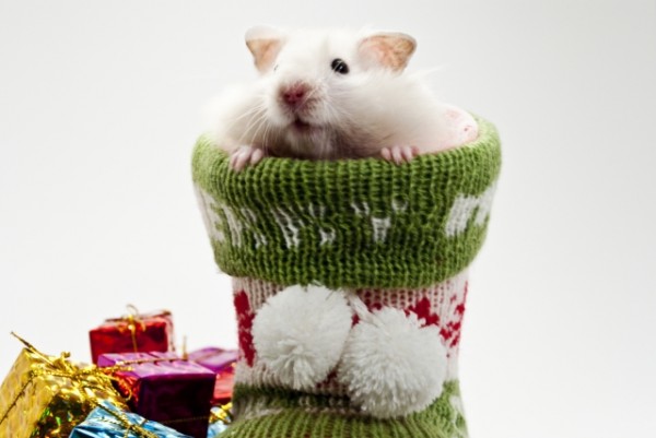 ハムスターの散歩は必要？②ー快適なケージの選び方