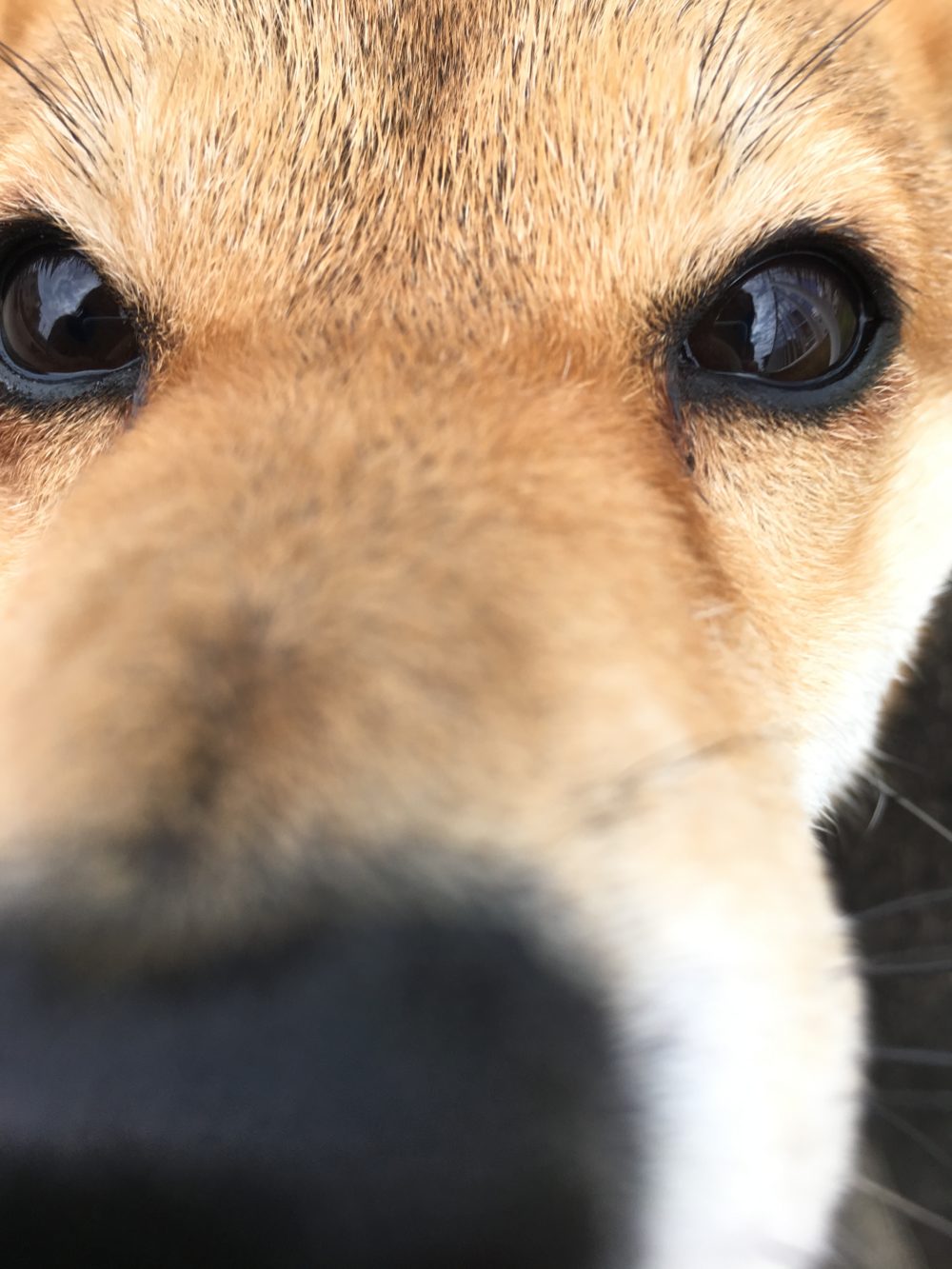 R1.6月 藤枝市柴犬メイちゃん 4〜7週目