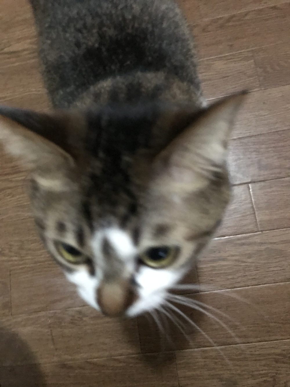 キャットシッター☆福岡市中央区 福ちゃん③