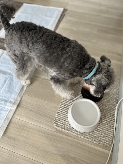 シュナちゃんのお世話