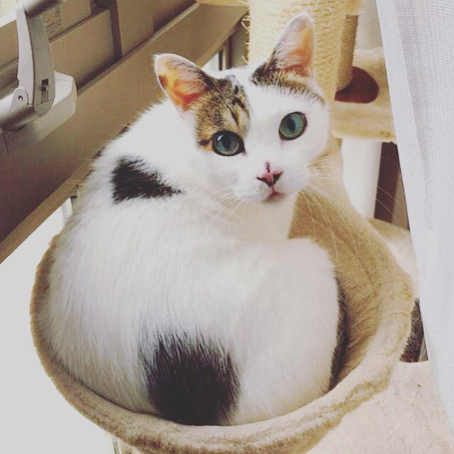 川口市　リピート　しげちよ君　キャットシッター