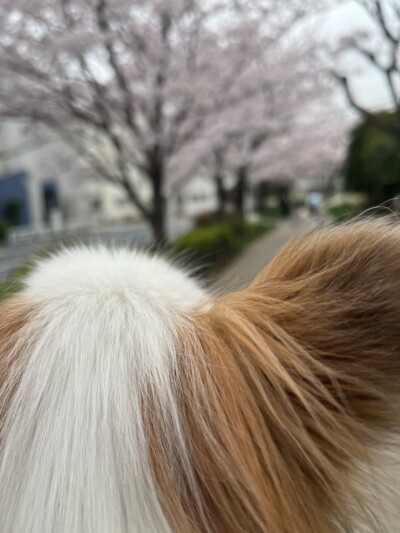 パピヨンさんのお世話