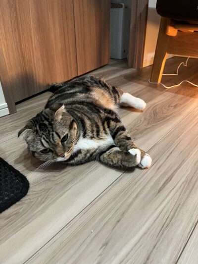 スコティッシュちゃんのお世話🐈‍⬛