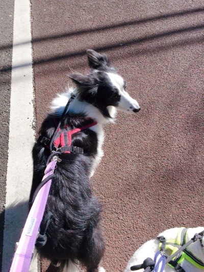 ワンちゃんのお散歩🐾