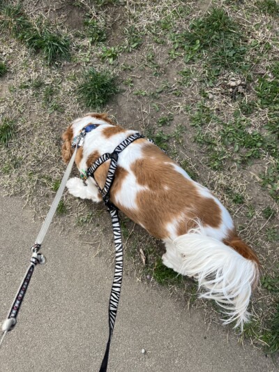 キャバリアちゃんのお世話🐾