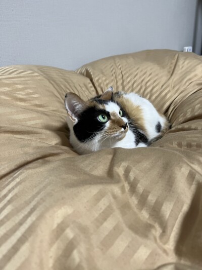 カウンセリング🎶