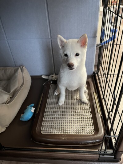 豆柴ちゃんのお世話🐾