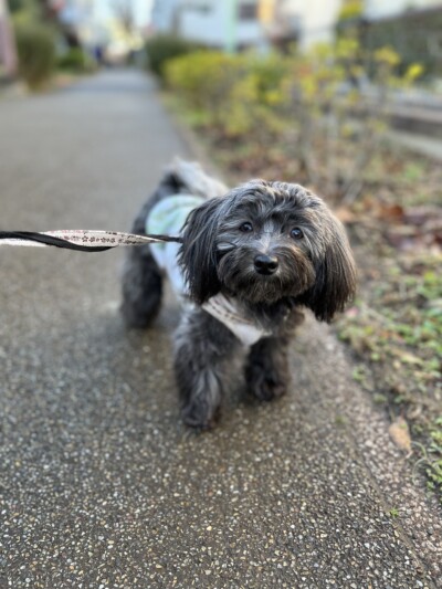 パピー犬&シニア猫のお世話