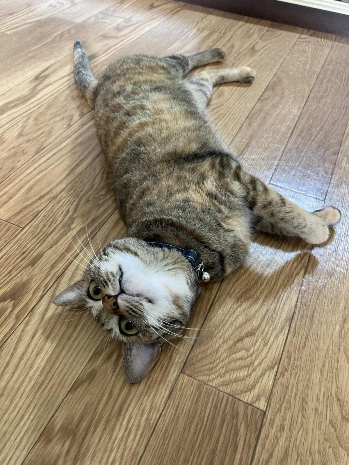 R3.5.31〜6.4藤枝市チョロちゃん🐈、ちゃちゃまるくん🐇