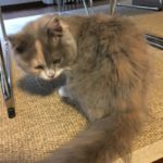 カウンセリング♪