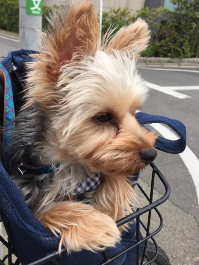 ゴンちゃんのお世話🐾