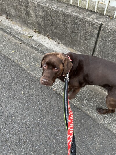 大型犬のお世話🐾