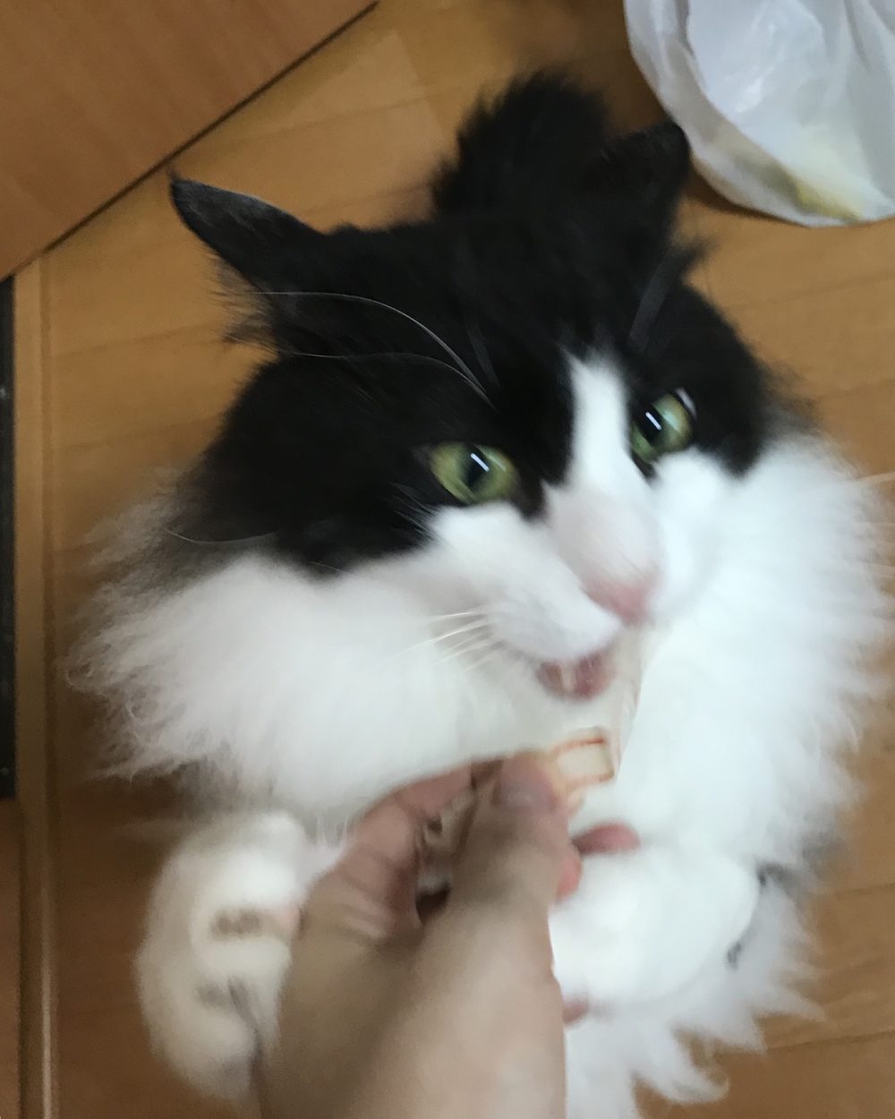 キャットシッター☆福岡市博多区 リン君⑤