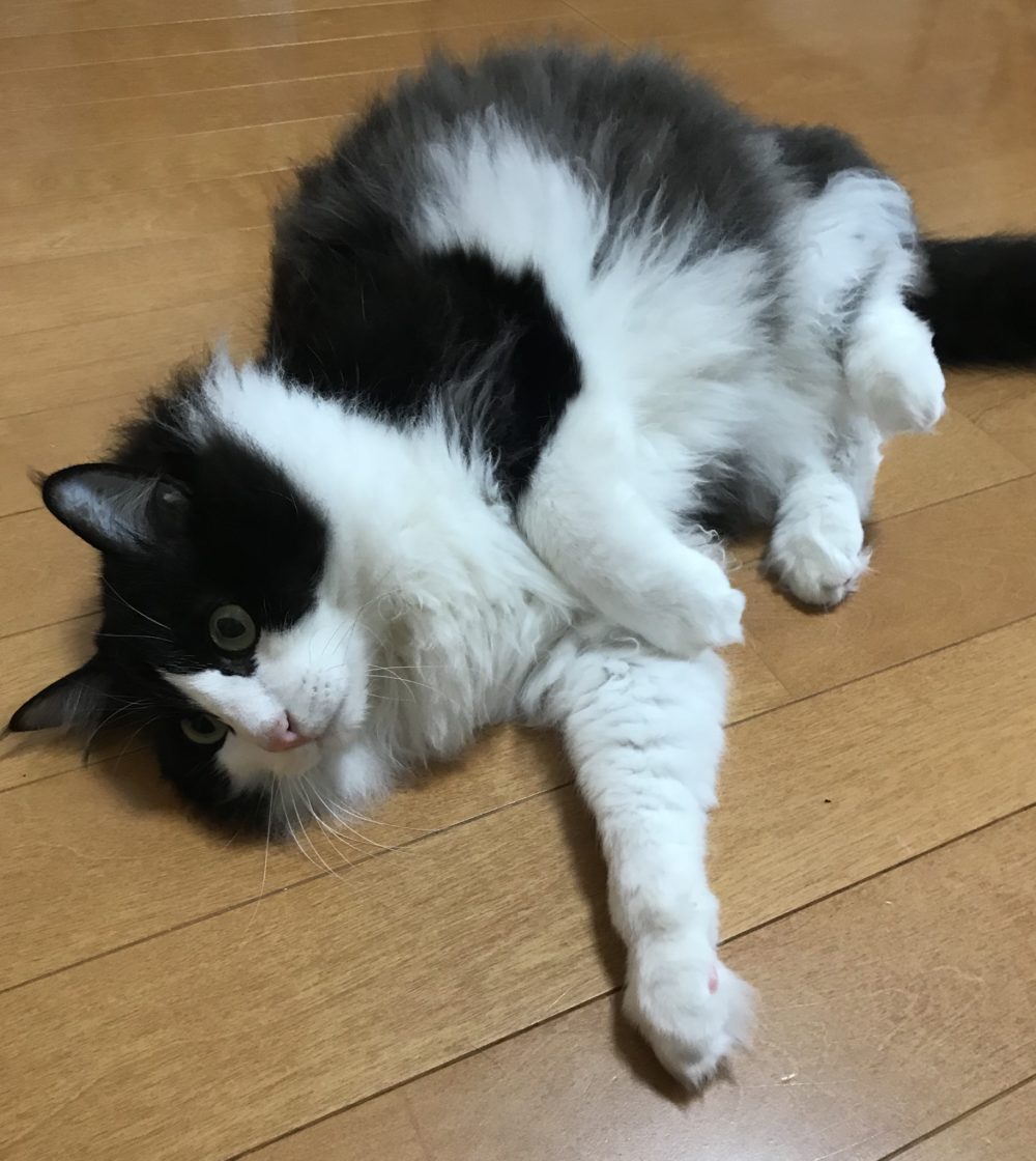 キャットシッター☆福岡市博多区 リン君②