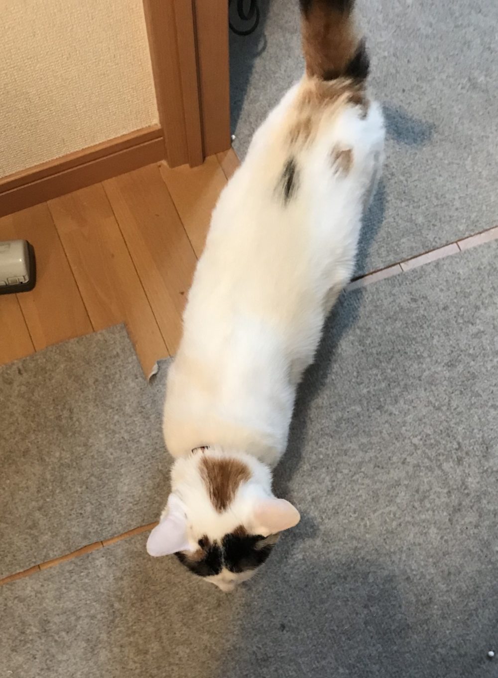 ペットシッター☆福岡市博多区 フレブル金吾君&猫のやえちゃん⑤