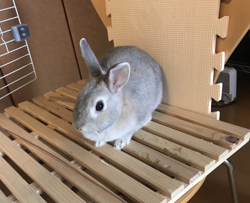 ペットシッター☆福岡市中央区 うさぎのはなちゃん