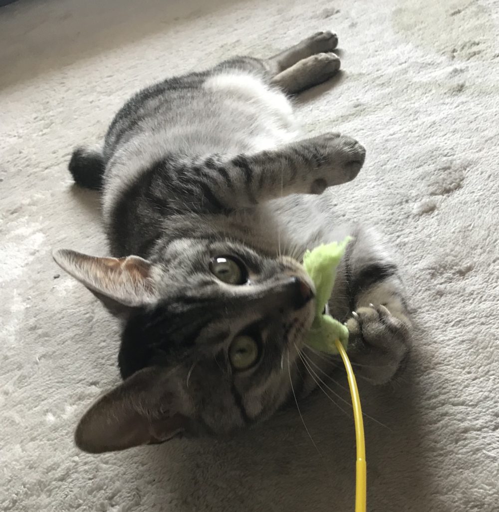 キャットシッター☆福岡市博多区 ハク君⑤