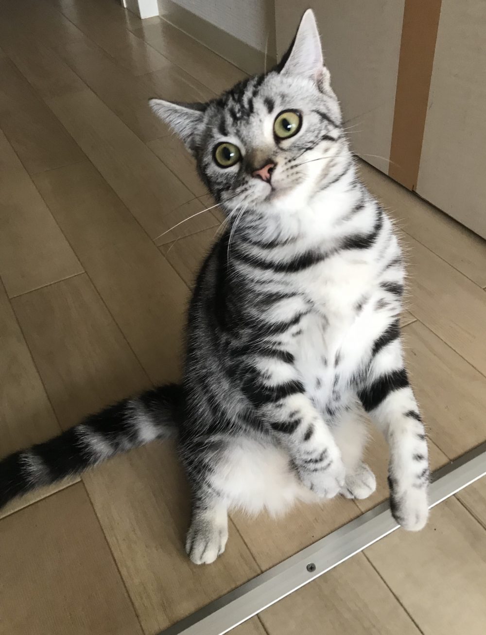 キャットシッター☆福岡市博多区 メルちゃん⑥