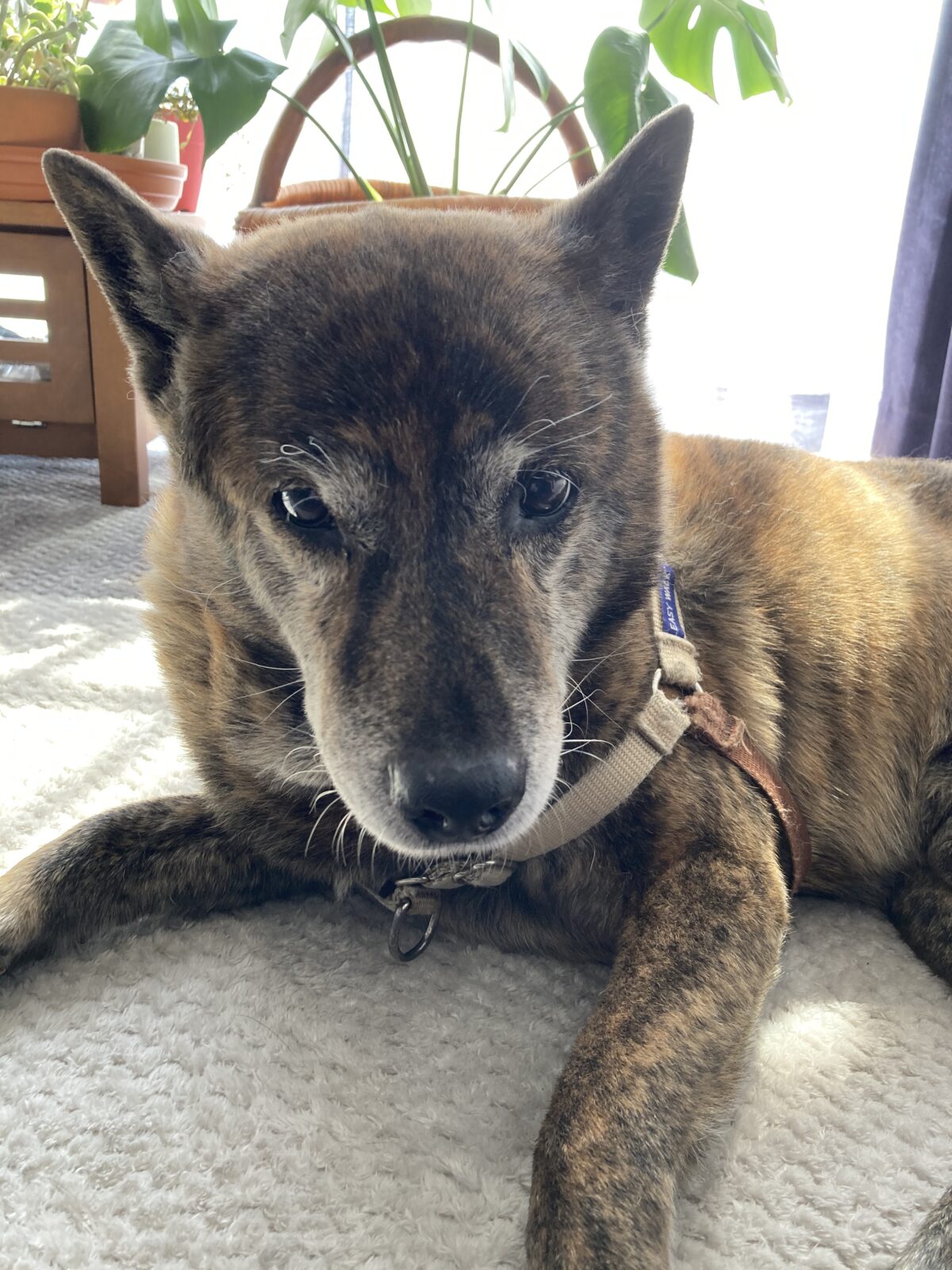 R3.3.14島田市甲斐犬牡丹くん