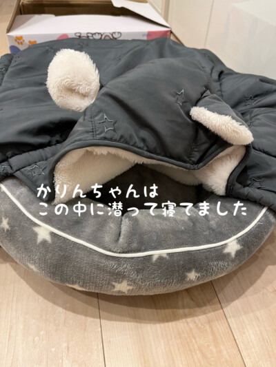 シニア犬のお世話🐾