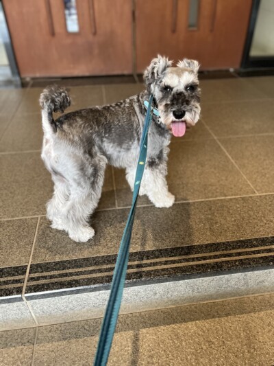 シュナウザーちゃんのお世話🐾