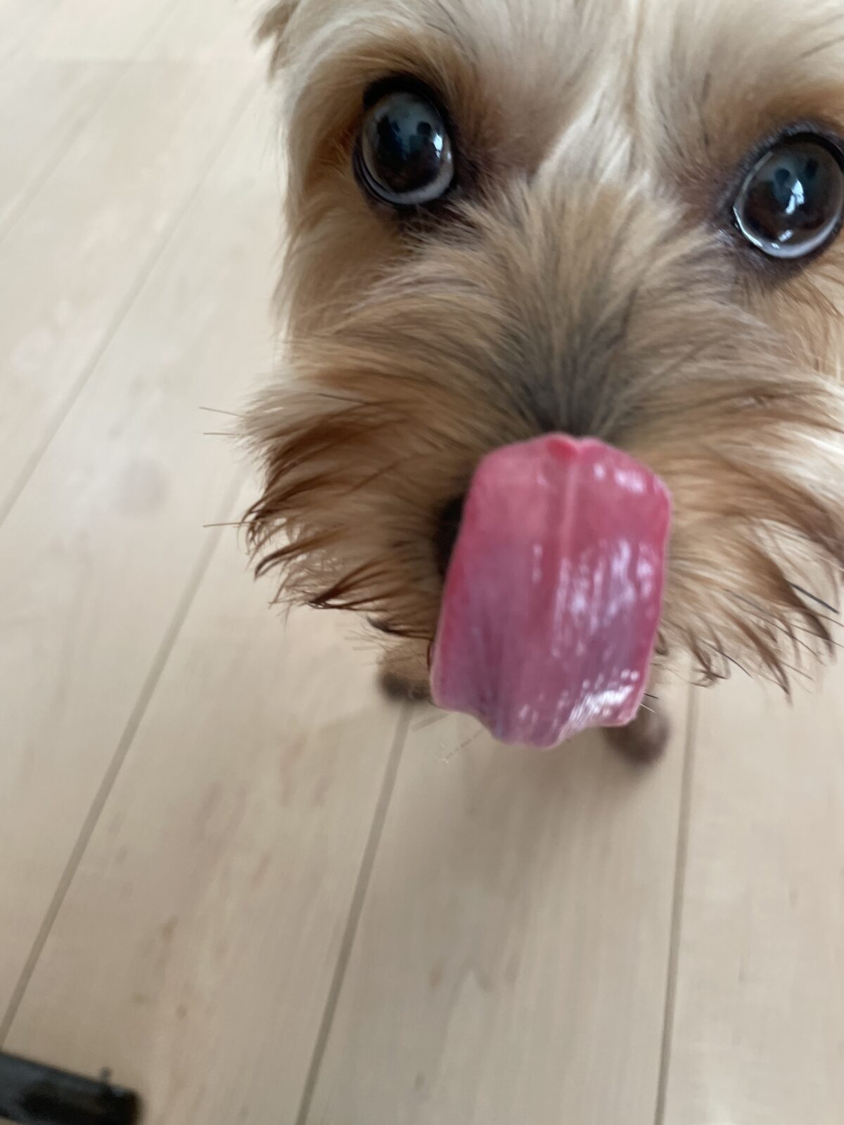 八千代市　ショコラちゃんお世話のご報告